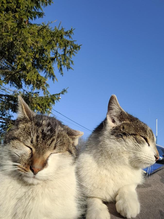 Uroczysko Skomackie Stare Juchy Luaran gambar