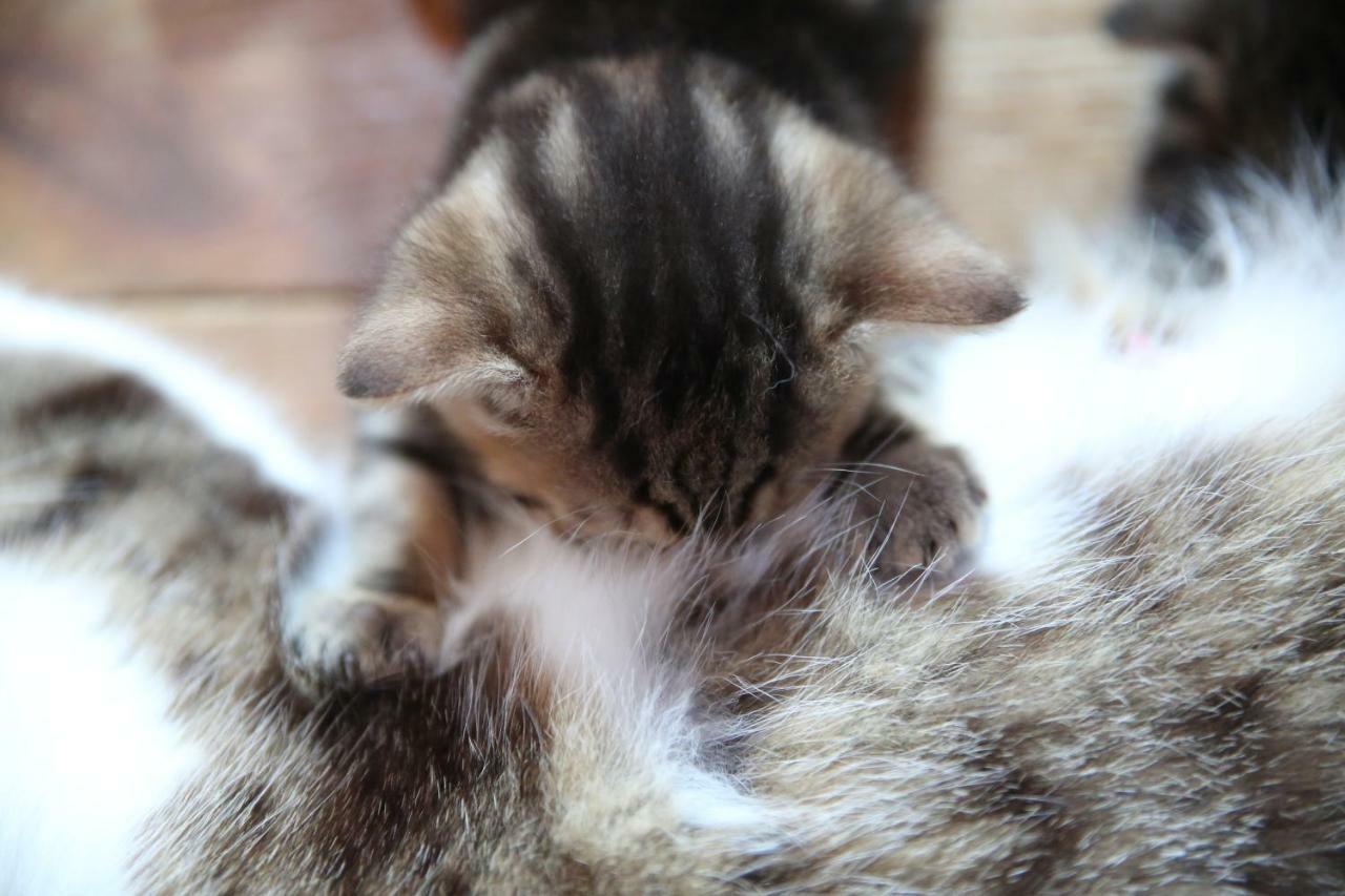 Uroczysko Skomackie Stare Juchy Luaran gambar